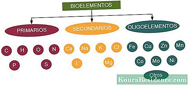 Биоэлементтер (жана алардын функциясы)