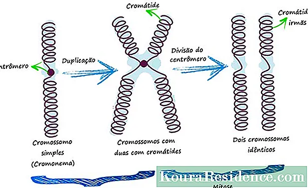 Células somáticas