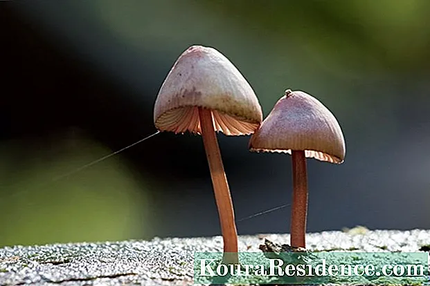 fungi kingdom