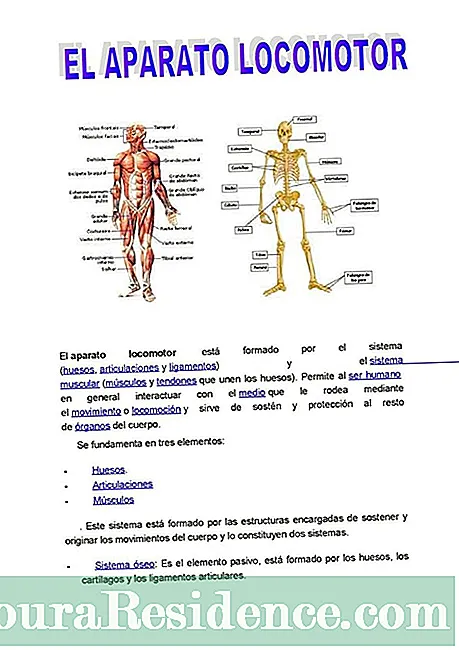 Az emberi test szervei