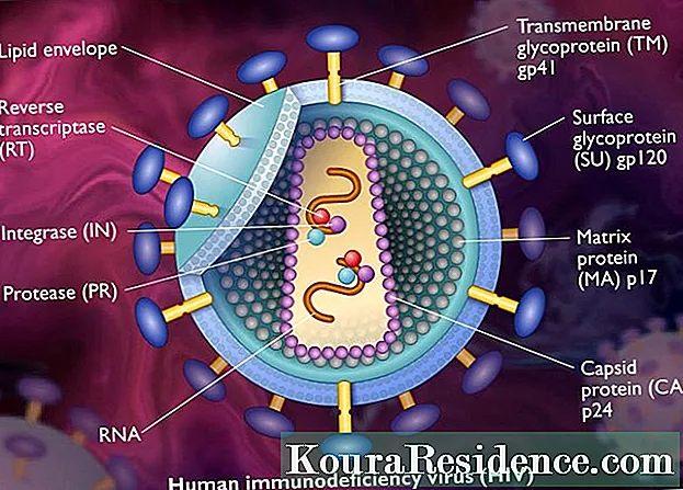 Virus (biologia)